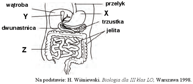 Układ pokarmowy