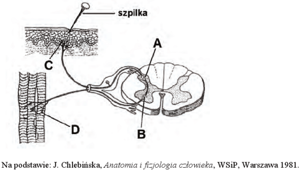 Schemat łuku odruchowego