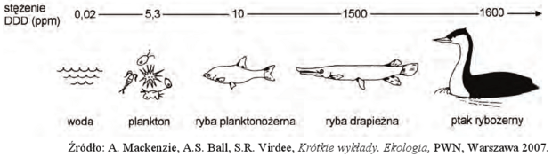 Fragment sieci pokarmowej