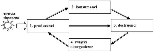 Schemat krążenia materii
