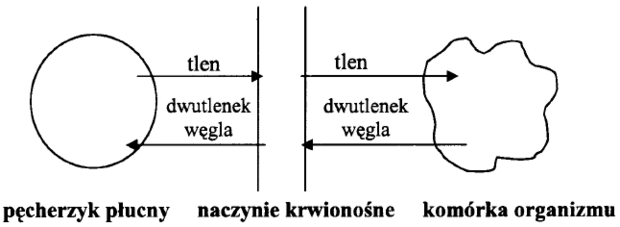 Wymiana gazowa schemat