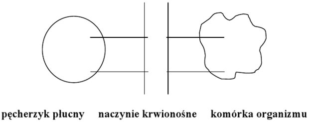 Wymiana gazowa schemat