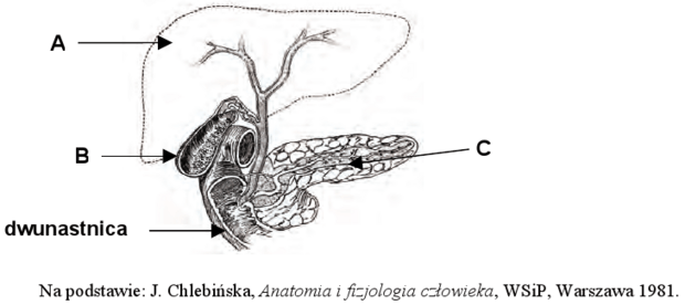 Układ pokarmowy