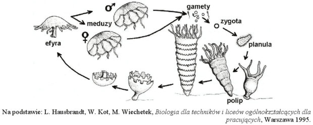 Metageneza