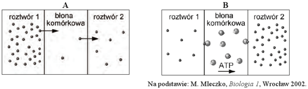 Transport przez błony