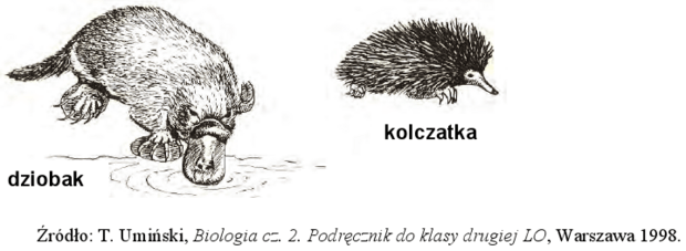 Dziobak i kolczatka
