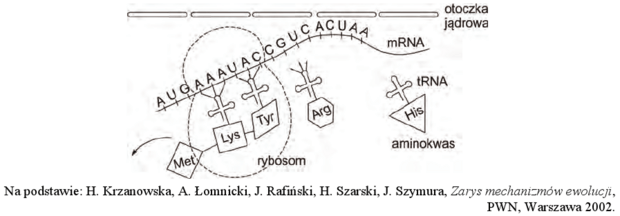 Translacja schemat