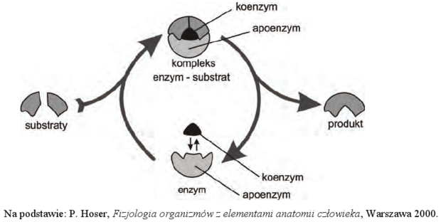 Schemat działania enzymu