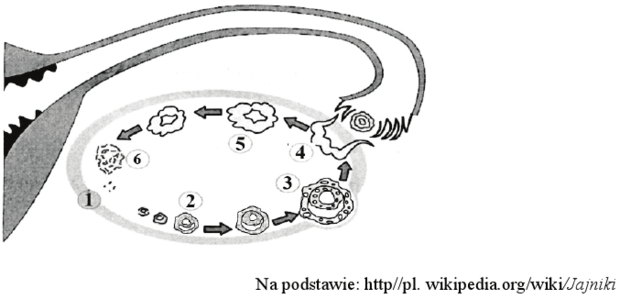 Rozwój pęcherzyka Graafa