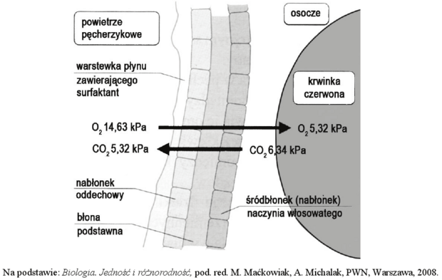 Wymiana gazowa schemat