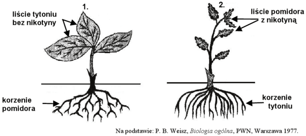 Schemat doświadczenia