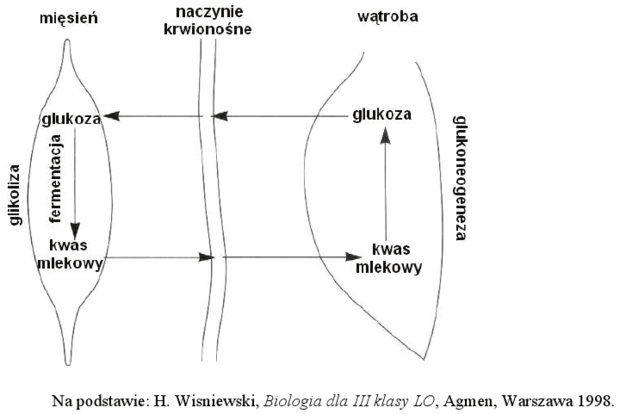 Metabolizm kwasu mlekowego