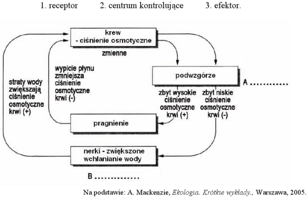 Schemat regulacji ciśnienia osmotycznego krwi