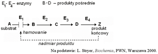 Regulacja szlaku enzymatycznego