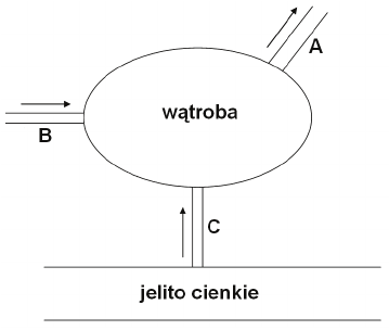 Schemat ukrwienia wątroby