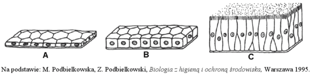 Nabłonki