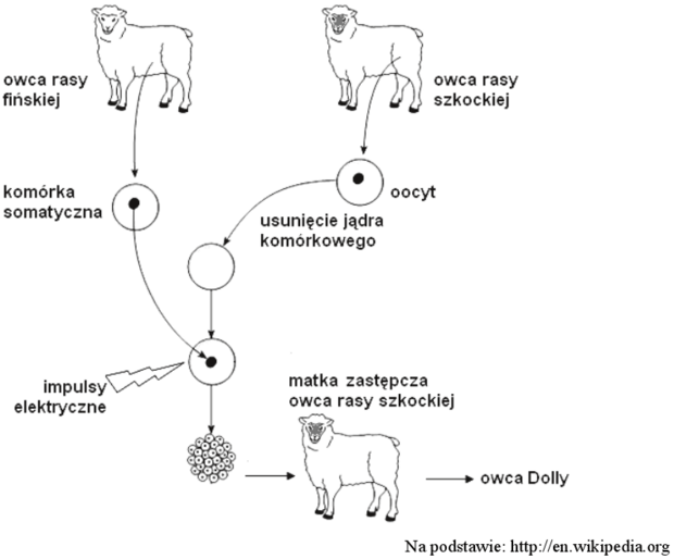 Klonowanie owcy Dolly