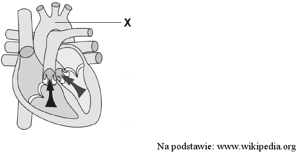 Budowa serca