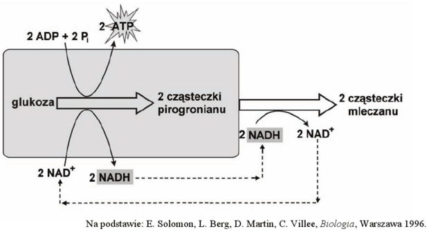 Fermentacja mleczanowa - schemat