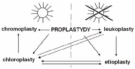 Plastydy - schemat