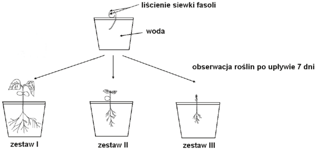 Schemat doświadczenia