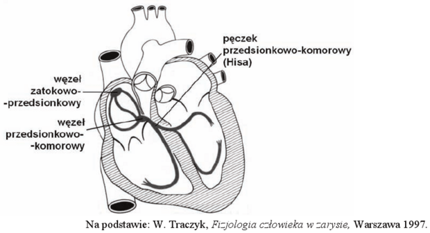 Układ bodźcoprzewodzący serca