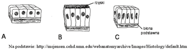 Typy nabłonków