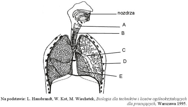 Układ oddechowy człowieka