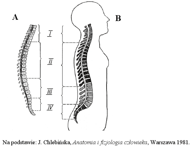 Kręgosłup noworodka i człowieka dorosłego