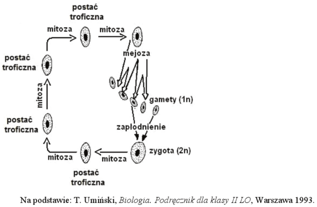 Cykl życiowy protistów