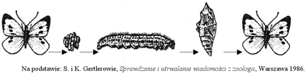 Cykl rozwojowy bielinka kapustnika