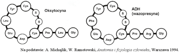 Budowa oksytocyny i wazopresyny