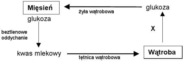 Przemiany kwasu mlekowego - schemat