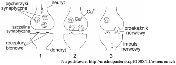 Schemat działania synapsy chemicznej