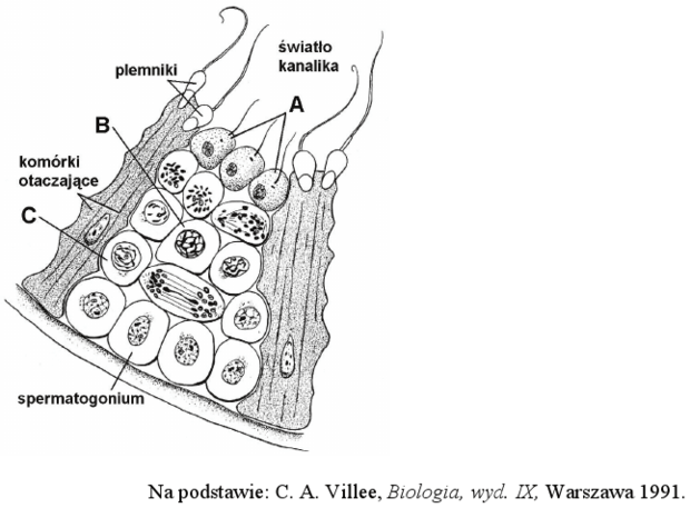 Spermatogeneza