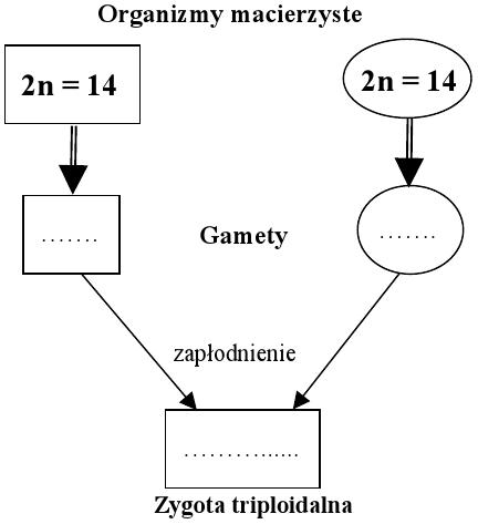 Zygota triploidalna - schemat