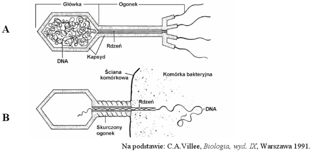 Budowa bakteriofaga