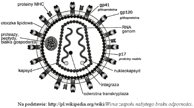 Budowa wirusa HIV