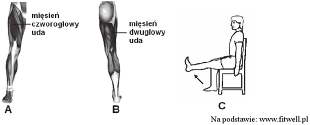 Mieśnie kończyny dolnej