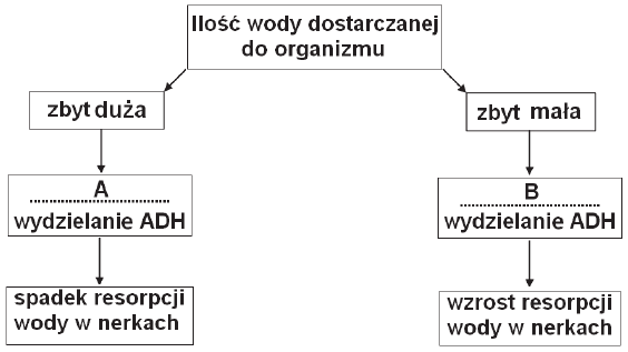 Działanie wazopresyny - schemat