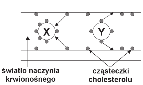 Funkcje lipoprotein