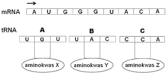 Synteza białek