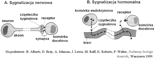 Schemat przekazwywania sygnałów