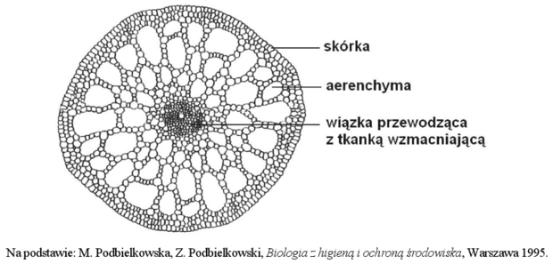 Moczarka - przekrój