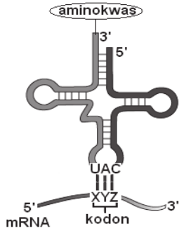 tRNA