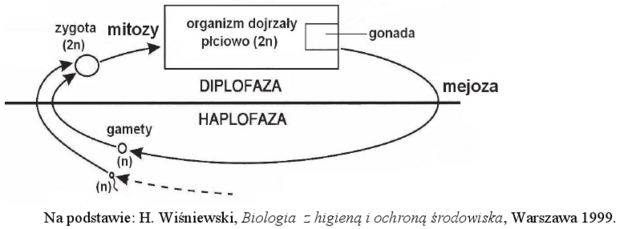 Cykl życiowy - schemat