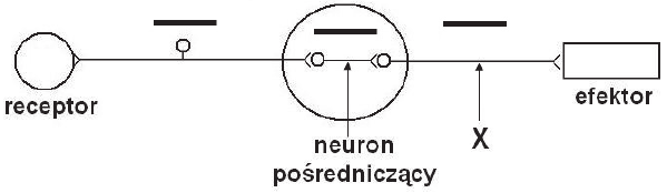 Schemat łuku odruchowego