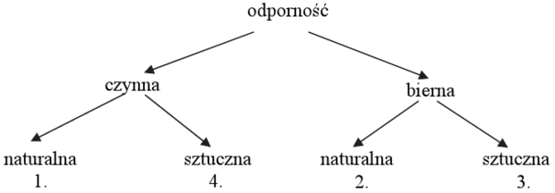 Podział odporności