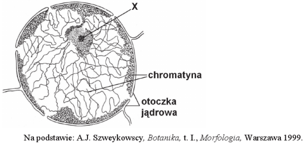 Jądro komórkowe