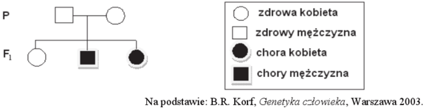 Drzewo rodowe